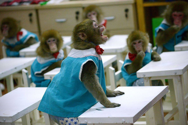 صورة بالفيديو.. الصين تفتح أول مدرسة لتدريب القردة